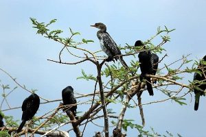 Bwindi and Akagera Safari: