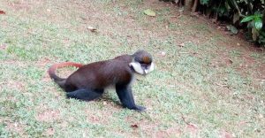 Top Places to Visit on a Rwanda Safari