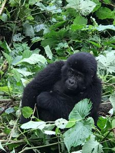 Lake Kivu Holiday Packages: