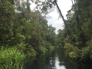 Kibale and Bwindi Gorilla Safari: