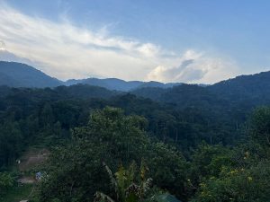 Uganda vs Rwanda Gorilla Trekking: 