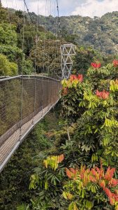 Uganda Gorilla and Nyungwe Safari for Honeymooners: