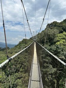Why Combine Uganda Gorilla Trekking with Nyungwe Chimpanzee Tracking?