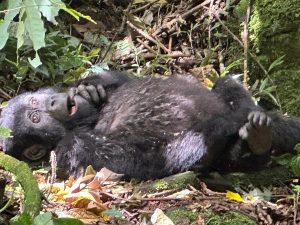 Entebbe to Rwanda Gorilla Trekking