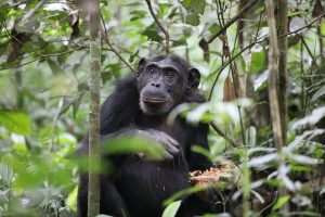 3-Day Kibale Chimpanzee Safari trekking experience in Uganda