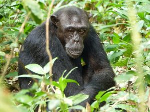 How Much Cash Should You Carry on a Uganda Safari?