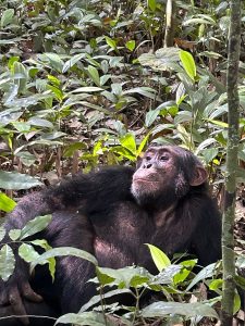 Private Uganda Safari Tours:
