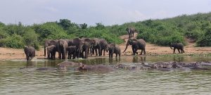 Uganda Rwanda 14-Day Safari: