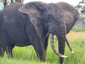 Akagera Honeymoon Safari: A Romantic African Escape in Rwanda