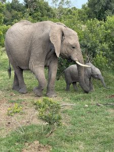 Murchison Falls Wildlife Safari from Kampala: