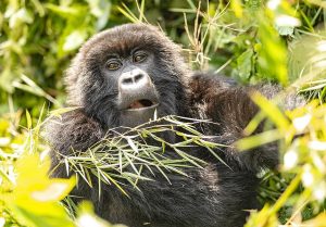 Top Places to Visit on a Rwanda Safari
