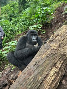Kigali to Uganda Gorilla Trekking Packages