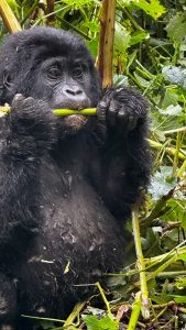 Ultimate Uganda and Rwanda Wildlife Safari:
