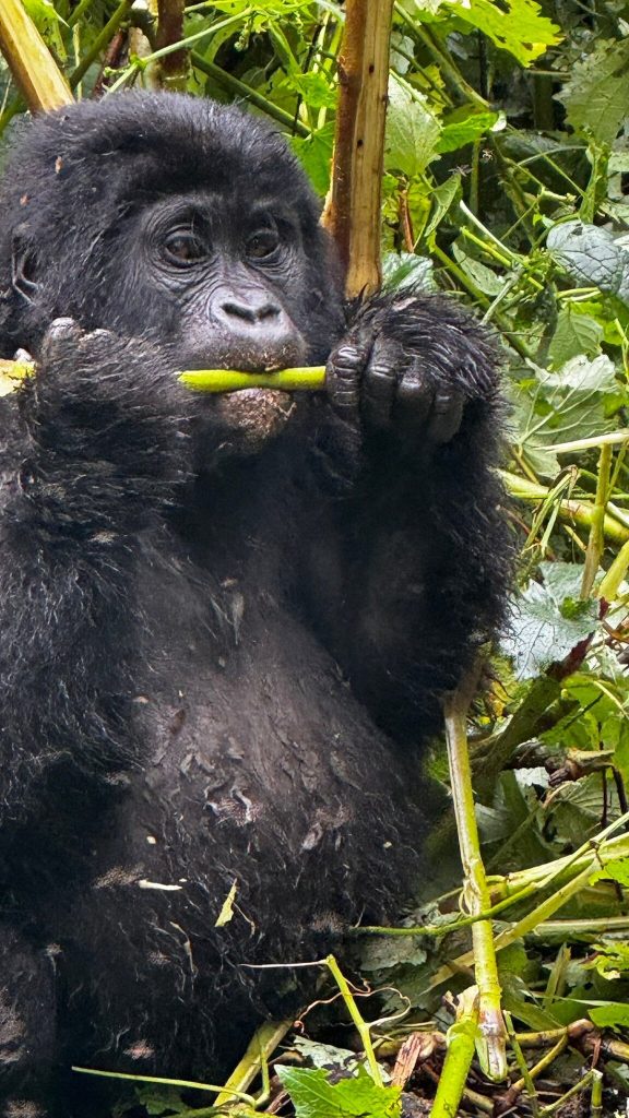 Ultimate Uganda and Rwanda Wildlife Safari:
