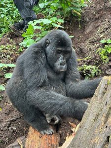 Bwindi vs Mgahinga Gorilla Trekking: