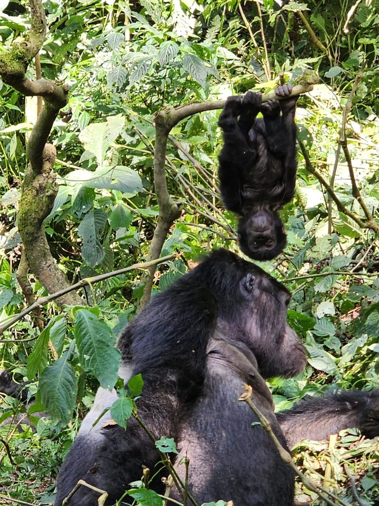 Why Choose Uganda and Rwanda for a Great-Ape Honeymoon?