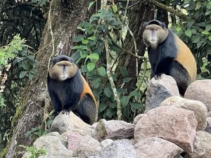 Uganda Rwanda Combined Safari Packages: