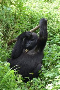 Uganda or Rwanda: Where Should You Trek Gorillas?