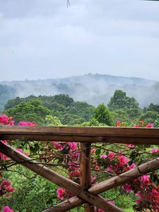 Kigali to Uganda Gorilla Trekking Packages