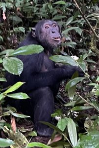 3-Day Kibale Chimpanzee Safari trekking experience in Uganda