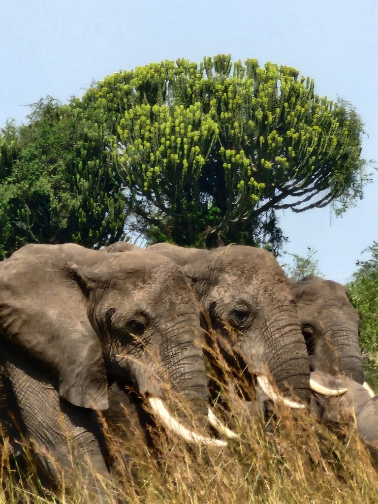 Uganda Big Five Safari Packages: Experience