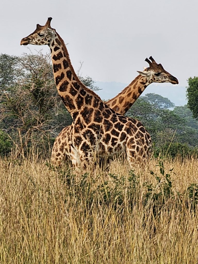 Ultimate Uganda and Rwanda Wildlife Safari: