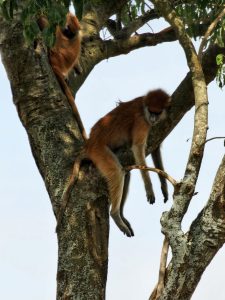 Mount Bisoke Hiking Packages: Explore Rwanda’s Volcanic Beauty