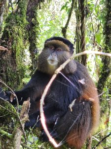 12-Day Uganda Gorillas, Chimpanzees, Golden Monkey and Wildlife Safari