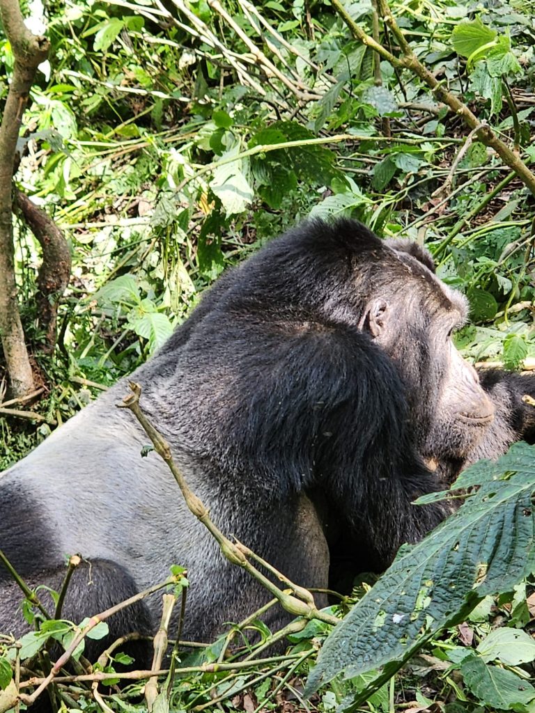 3-Day Uganda Gorilla Trekking Safar