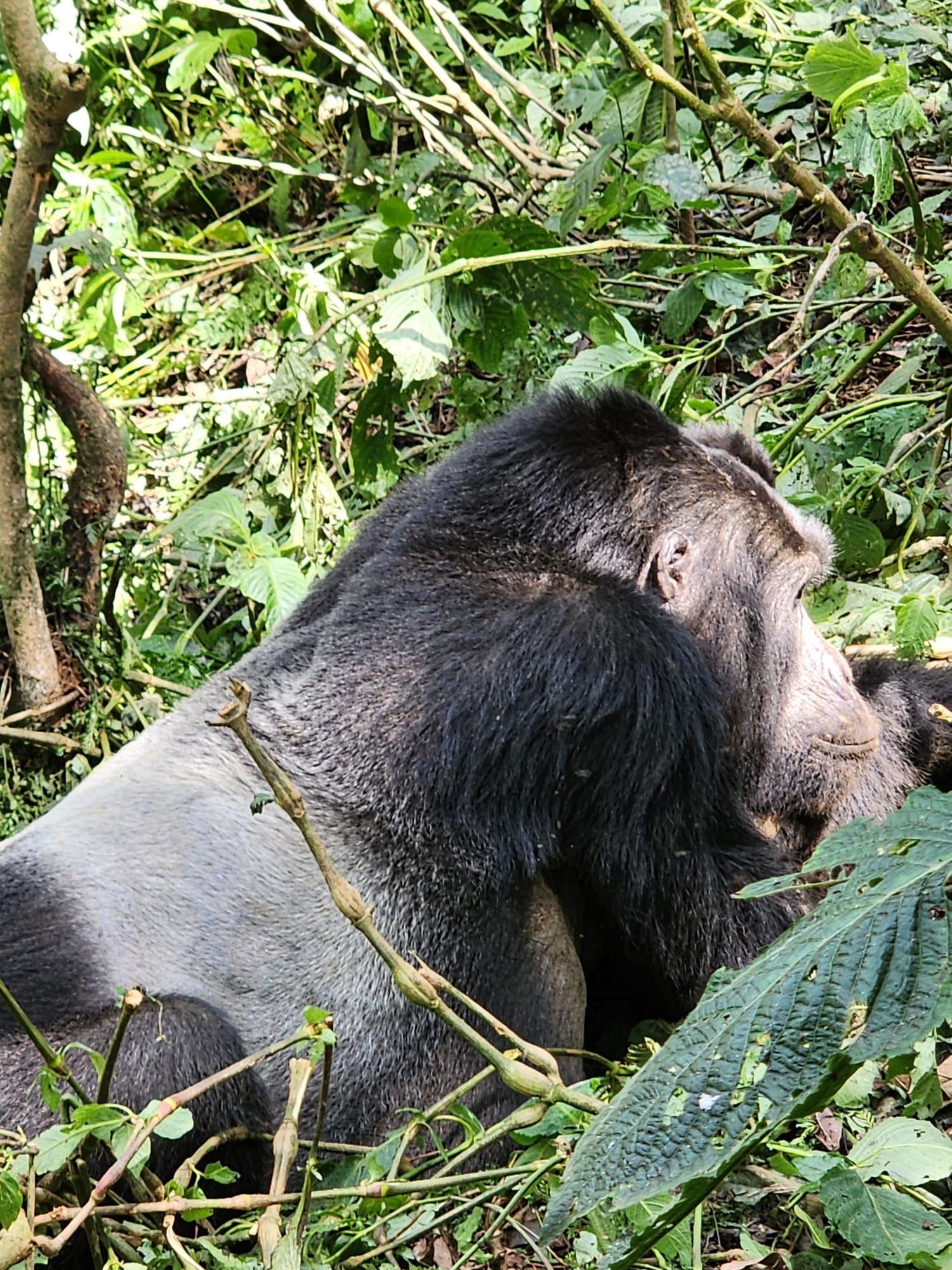 3-Day Uganda Gorilla Trekking Safar