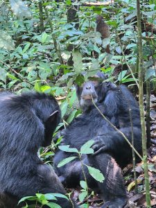 12-Day Uganda Wildlife and Gorilla Trekking Safari