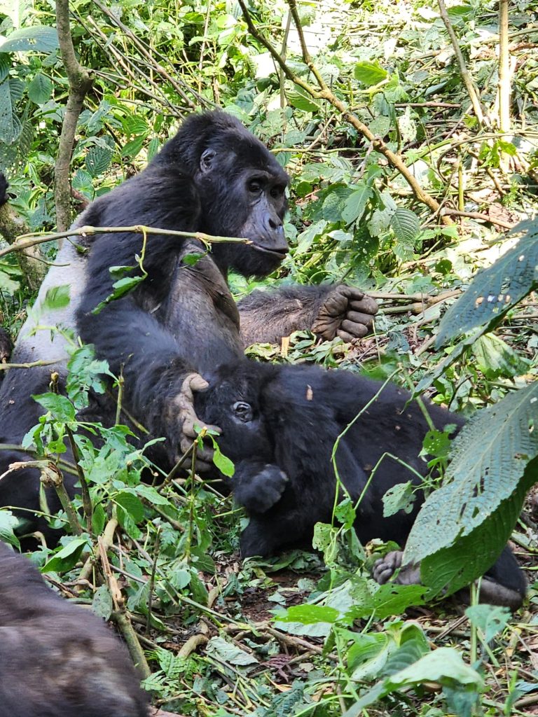 7-Day Uganda and Rwanda Safari: Gorilla Trekking,