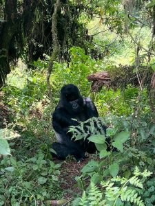 Is Rwanda Worth It for Gorilla Trekking?