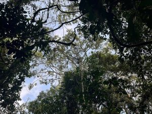 3-Day Kibale Chimpanzee Safari trekking experience in Uganda