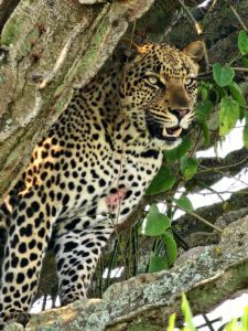 Uganda Safari from Kigali: