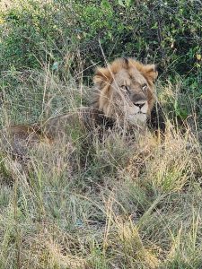 Why Choose Uganda and Rwanda for a Great-Ape Honeymoon?