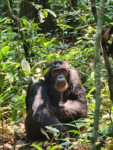 Uganda Big Five Safari Packages: Experience