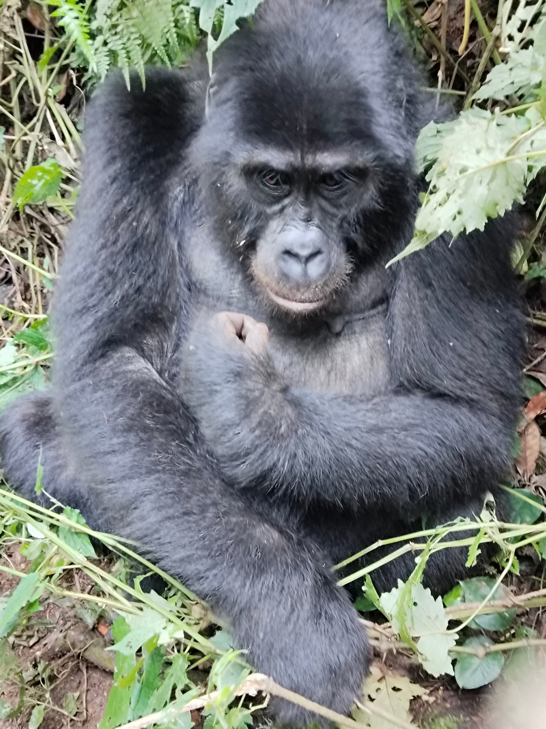 How Fit Do You Need to Be for Gorilla Trekking?
