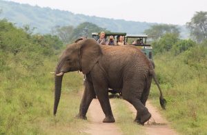 Great Ape Honeymoon Safari in Uganda and Rwanda: