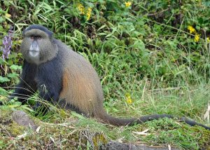 Great Ape Honeymoon Safari in Uganda and Rwanda: