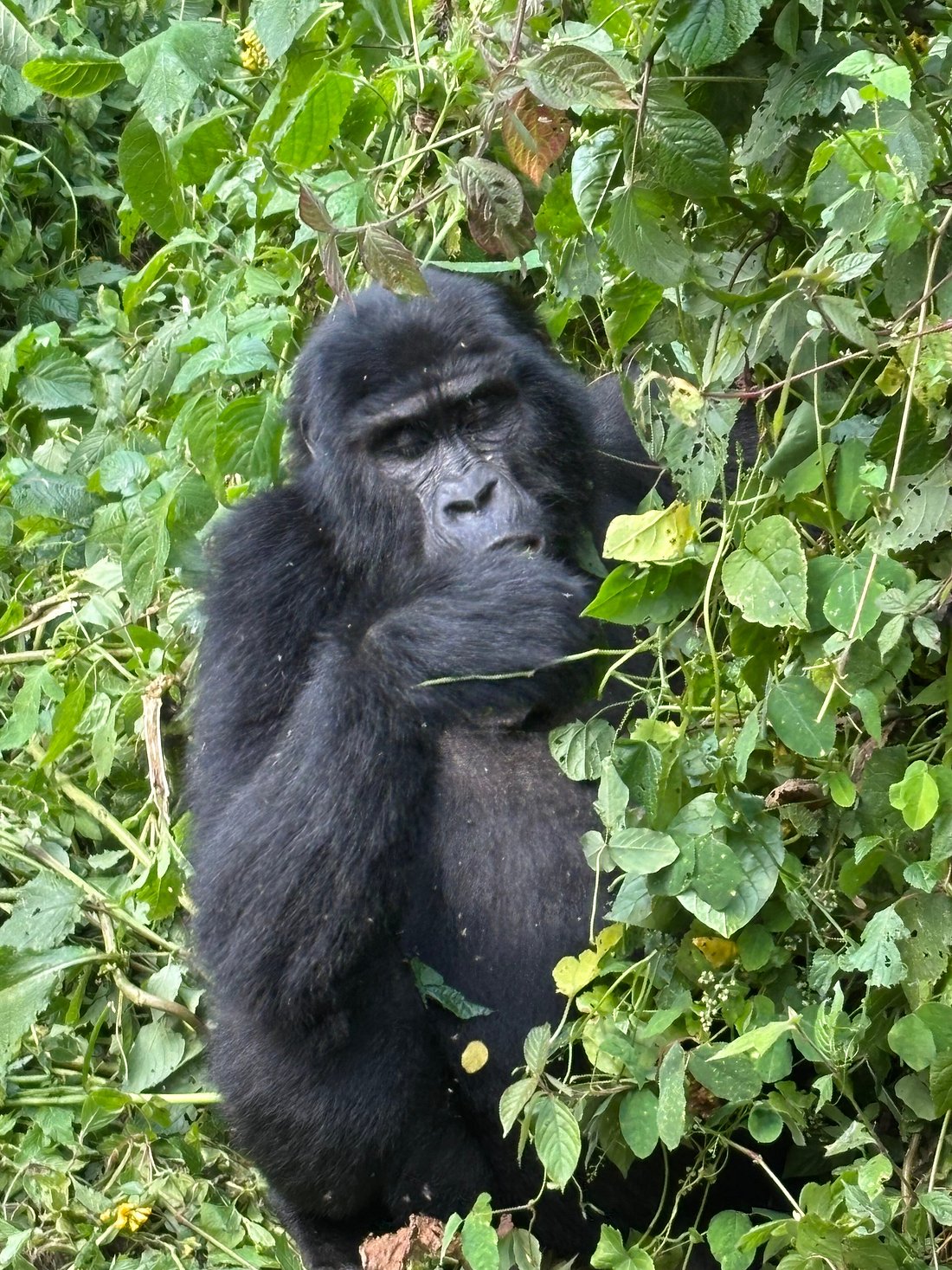 What to Do If It Rains During a Gorilla Trek: