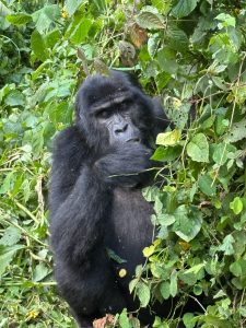 Lake Kivu and Gorilla Trekking Safari: An Unforgettable Rwanda Adventure