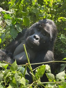 Uganda and Rwanda Combined Safari Packages