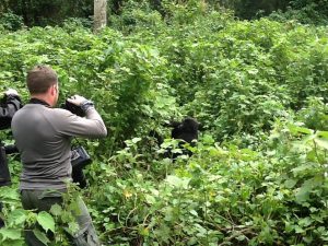 Gorilla Trekking and Wildlife Safari Combo in Uganda