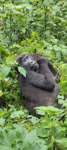10-Day Luxury Gorilla and Nyungwe Honeymoon Safari