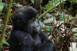 Bwindi vs Mgahinga Gorilla Trekking:
