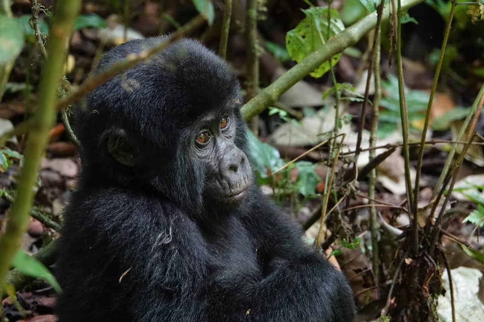 Gorilla Trekking Booking Process: