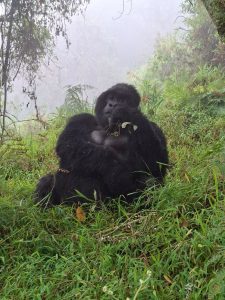 Gorilla Trekking and Wildlife Safari Combo in Uganda