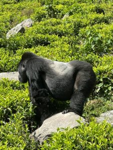 Uganda Rwanda 14-Day Safari:
