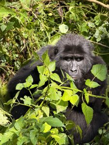 Entebbe to Rwanda Gorilla Trekking